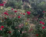 عکس مرحله 1 از دستور مربای گل سرخ🌹