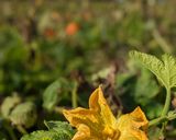 A picture of step 1 of Stuffed Pumpkin flowers with ricotta.
