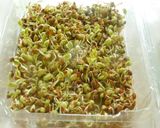 A picture of step 2 of Idli with sago and horse gram sprouts.
