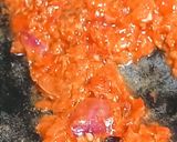 Foto langkah ke 4 dari resep Sambal Jengkol.