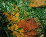 A picture of step 4 of Pumpkin leaves Curry (kohlyachya pananchi bhaji).