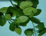 صورة لخطوة 2 من وصفة ارز بحليب شامي