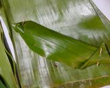 Foto langkah ke 5 dari resep Pepes ikan asin / linting gerih Abang.