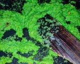 ভালোবাসার তিরঙ্গা সুজি (Bhalobashar tironga sooji recipe in Bengali) রেসিপি ধাপ - 4 ছবি