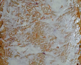 Foto del paso 3 de la receta: Arrollado Primavera