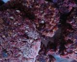Foto del paso 6 de la receta: Hamburguesas de remolacha vegetarianas