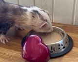 Foto del paso 5 de la receta: Sopipita de contres y corazón para mascotas carnívoras