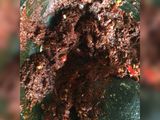 Urat sapi bumbu keluwak