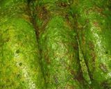 Foto del paso 5 de la receta: Canelones de espinaca relleno de verduras especial