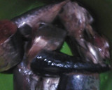 Foto langkah ke 1 dari resep Gulai Pangek Masin ikan tongkol (khas Minang).