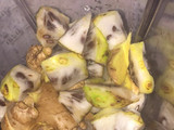 Noni fruit juice