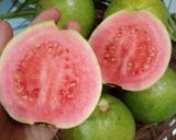 Foto langkah ke 1 dari resep Jus jambu biji merah.