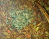 A picture of step 13 of Chicken pies.