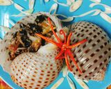 Hình bước làm 7 của món Ốc giấy xào sả ớt