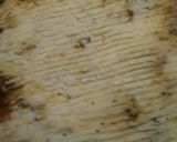 A picture of step 11 of Salisbury Steak Casserole.