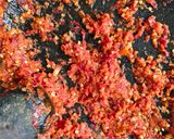 Foto langkah ke 2 dari resep Tempe Sambal Penyet Kemangi.
