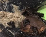 Foto langkah ke 2 dari resep Garang Asem Daging Khas Pekalongan.