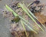 Foto langkah ke 1 dari resep Semur Daging Khas Betawi.