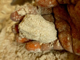 Finger Millet Cookies