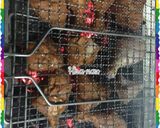 A picture of step 2 of BBQ_CHICKEN_TIKKA_With_Naan.