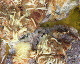 Foto del paso 4 de la receta: Filetes adobados al horno