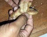 Foto langkah ke 3 dari resep Sale Pisang.