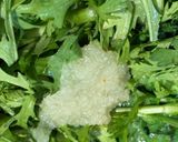 炒山茼蒿的食譜步驟3照片