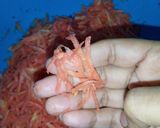 A picture of step 4 of Gajar ka Halwa.