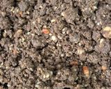 A picture of step 6 of Nachni Laddoo - Winter special laddoos rich in protein, calcium and iron (Ragi Laddoo).