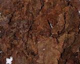 Foto langkah ke 4 dari resep Dendeng Balado Super Renyah Kress Kress.