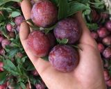 Hình bước làm 1 của món Siro mận