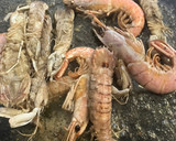 Foto del paso 2 de la receta: Fideuà de mariscos, con sepia sucia, galeras y gambones