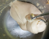 Foto del paso 8 de la receta: Bollos rellenos de queso crema