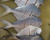 A picture of step 1 of Tareli pomfret macchi.