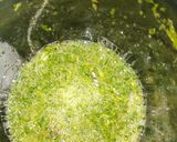 A picture of step 4 of Green Potato Biryani.