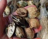Foto del passaggio 2 della ricetta Spaghetti con vongole e tartufi di mare