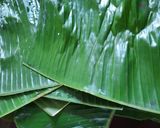 Foto langkah ke 7 dari resep Lapek Koci / Sikoci.