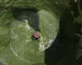 A picture of step 2 of Palak Puri.