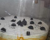 Foto del paso 15 de la receta: Torta helada oreo