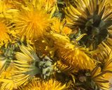 A picture of step 1 of Cute AF Dandelion syrup.