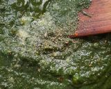 पालक पनीर(PALAK PANEER RECIPE IN HINDI) रेसिपी चरण 3 फोटो