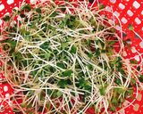 Hình bước làm 1 của món Salad bò cải mầm
