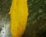 A picture of step 5 of Fafda.