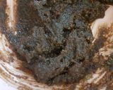 Foto del paso 10 de la receta: Roles de canela