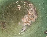 A picture of step 2 of Stuffed Nenua.