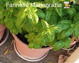 Foto del passaggio 1 della ricetta Passata di pomodoro km zero fatta in casa 🏡 dall' orto alla tavola 👩🍳🍅🏡🇮🇹🦁