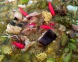 Foto langkah ke 3 dari resep 60.Pallu Basa Terong kepala ikan.