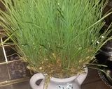 عکس مرحله 4 از دستور سبزه با خوشه گندم(۱۴۰۰)