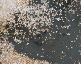 A picture of step 7 of Amaranth or Rajgira Halwa.
