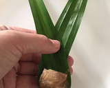 Foto langkah ke 3 dari resep Thai Pandan Chicken (Ayam Goreng Pandan ala Thai).